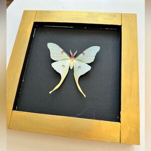 Framed Faux Moth Art with Gold Frame, set of 3
